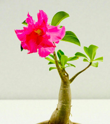 Double Pink Desert Rose Bonsai Tree