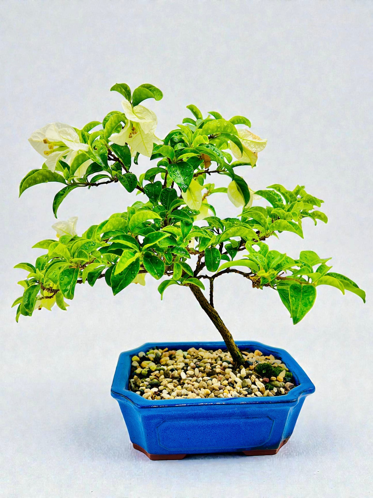 8” White Bougainvillea 40cm Tall