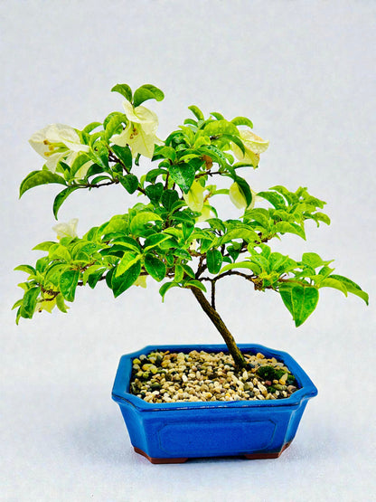 8” White Bougainvillea 40cm Tall