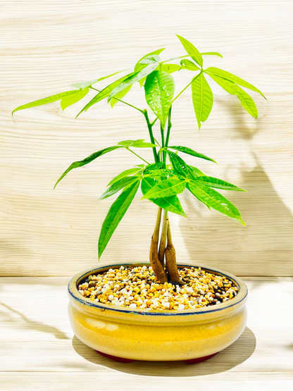 5 Leaves Triple Trunk Indoor Guiana Chestnut “Pachira Aquatica” Bonsai Tree 8 Inch 发财树