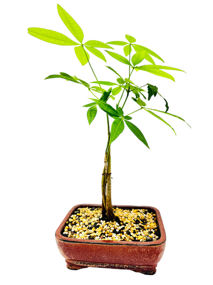 5 Leaves Triple Trunk Indoor Guiana Chestnut “Pachira Aquatica” Bonsai Tree 7 Inch 发财树