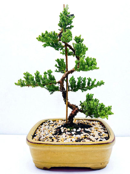 8 Inch Juniper Squamata Bonsai Tree - Yellow Rectangle Pot