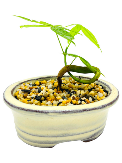 Indoor Guiana Chestnut “Pachira Aquatica” Bonsai Tree 5 Inch 发财树