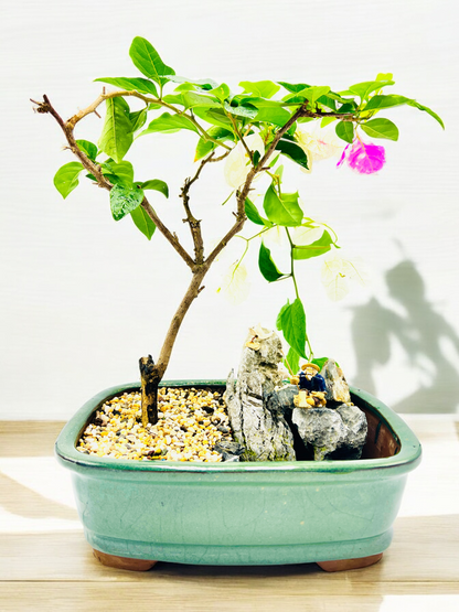 Rock Feature White/Pink Bougainvillea Bonsai Tree 12 Inch