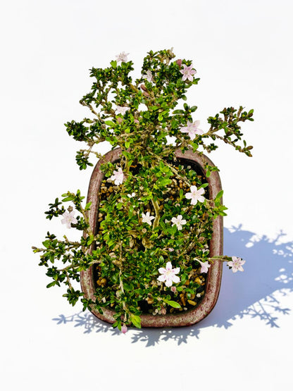 8 Inch Japanese Kyoto Serissa Bonsai Tree - Pink White Flowers