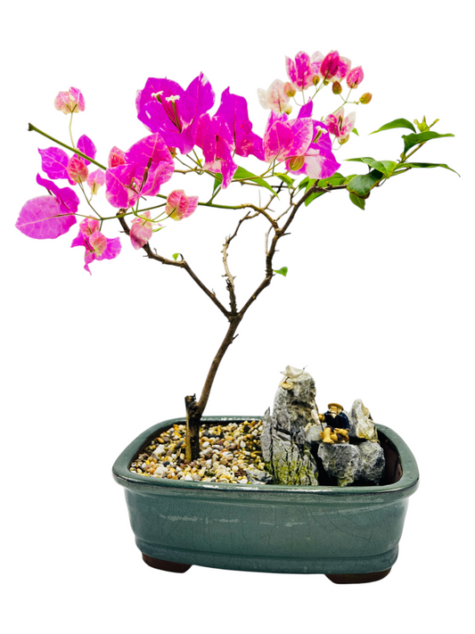 12 Inch White/Pink Flowering Bougainvillea Rock Feature Bonsai Tree