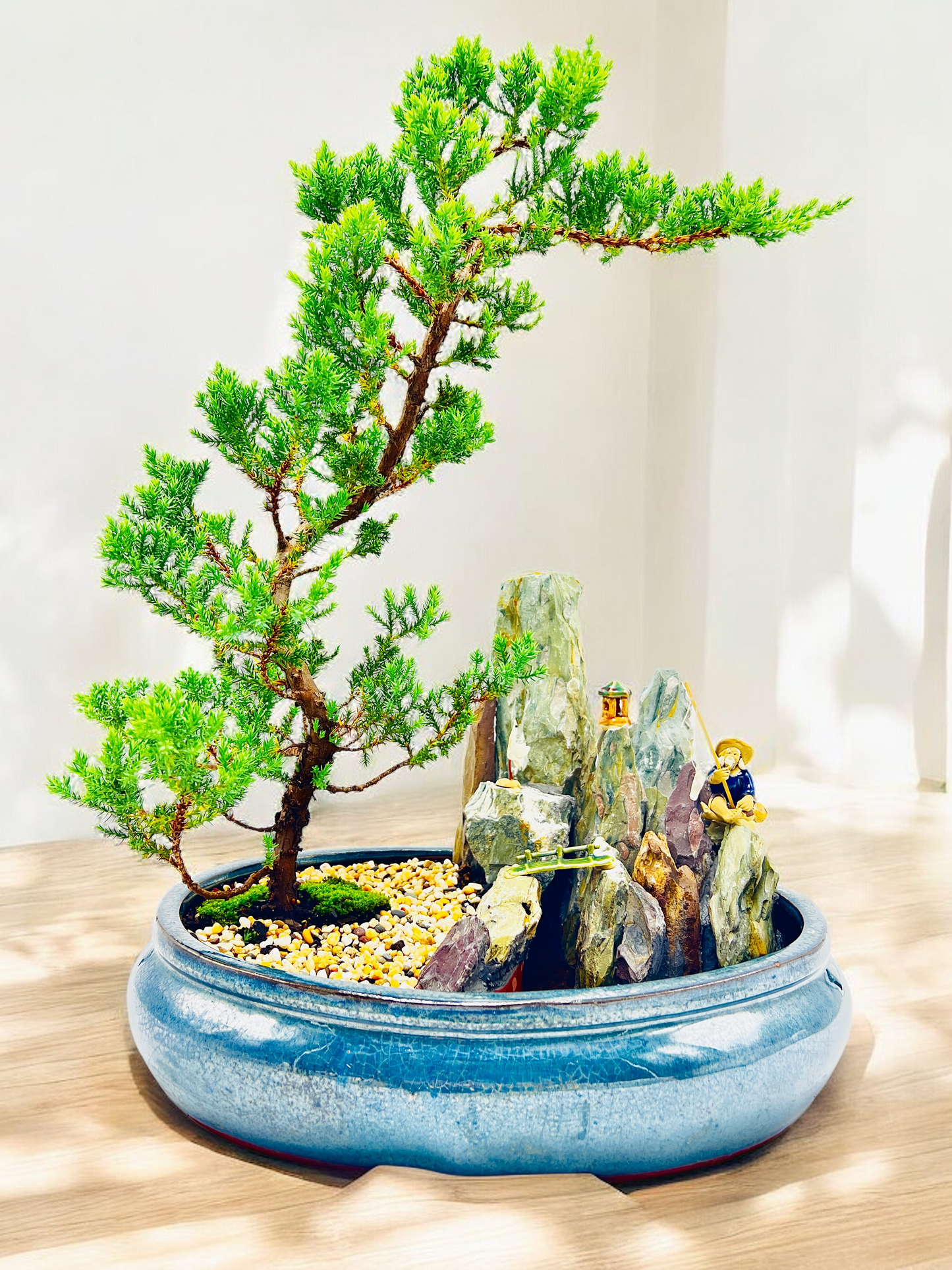 14" Juniper With Rock Feature Bonsai Tree