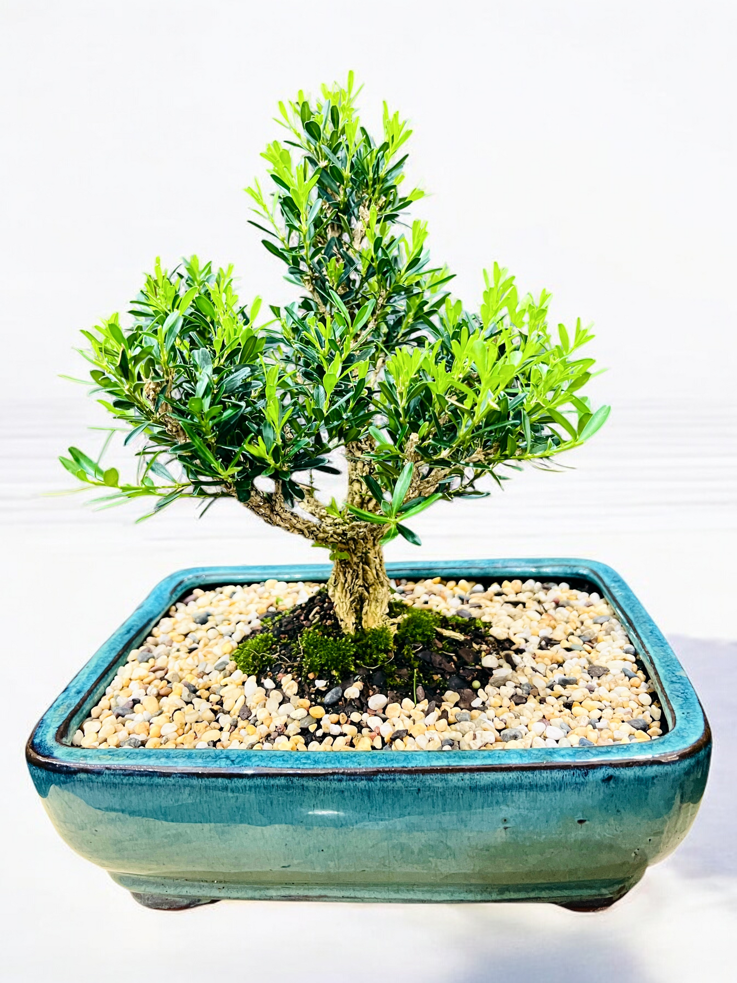 Harlandii Buxus 10" Bonsai Tree