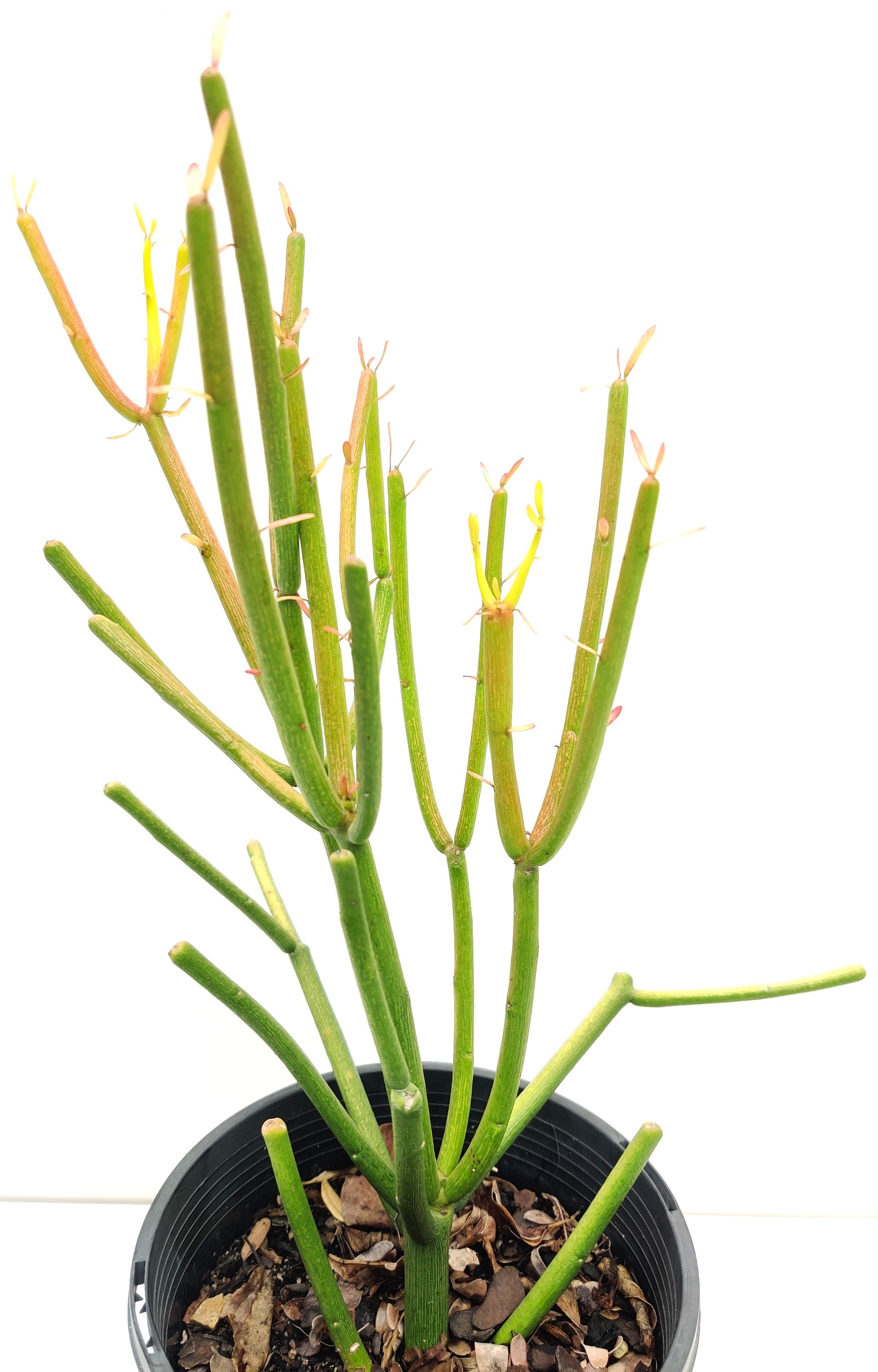 Firesticks Succulent - Bonsai Gifts Nursery