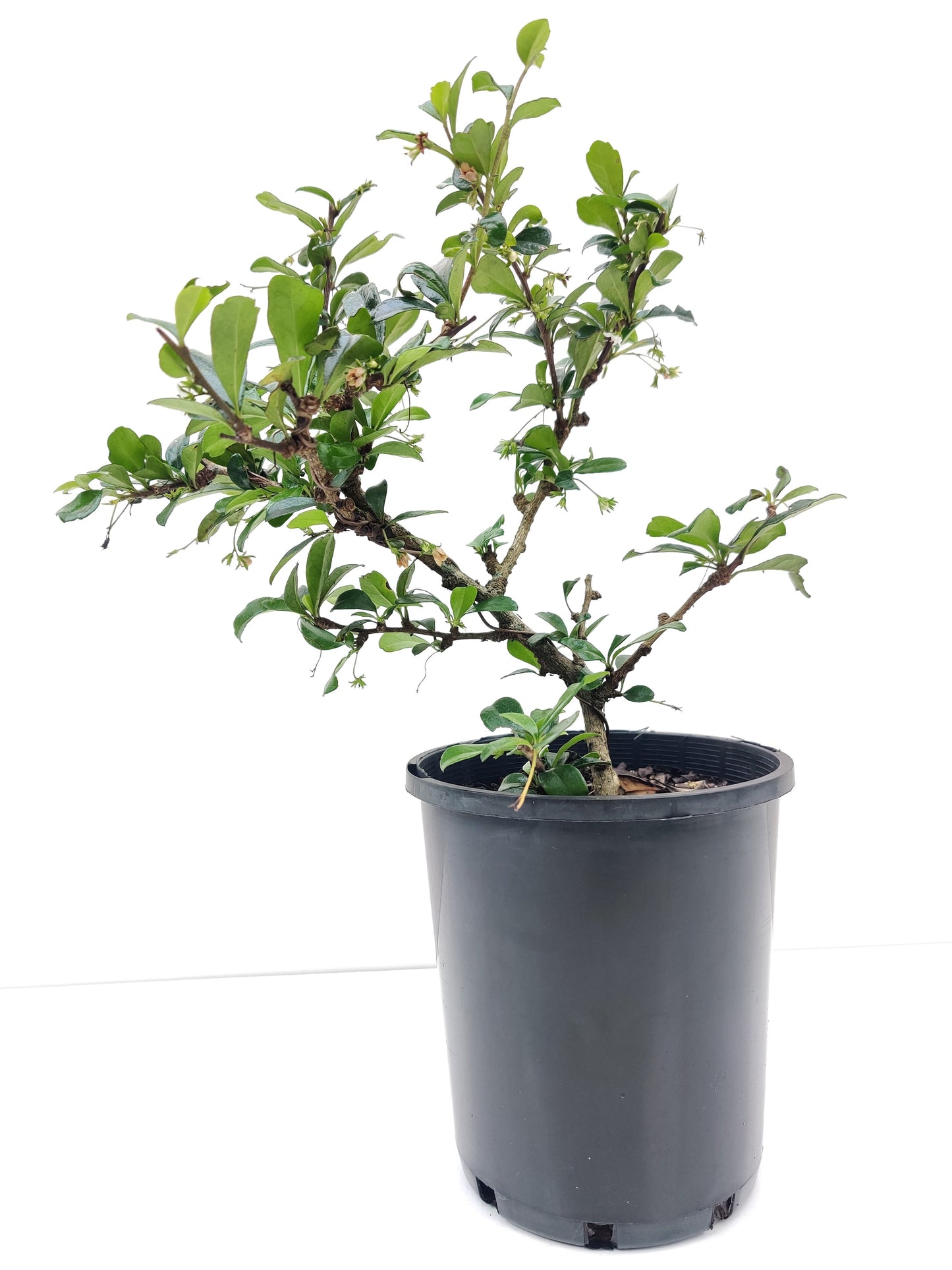 Fukien Tea 6” Bonsai - Bonsai Gifts Nursery