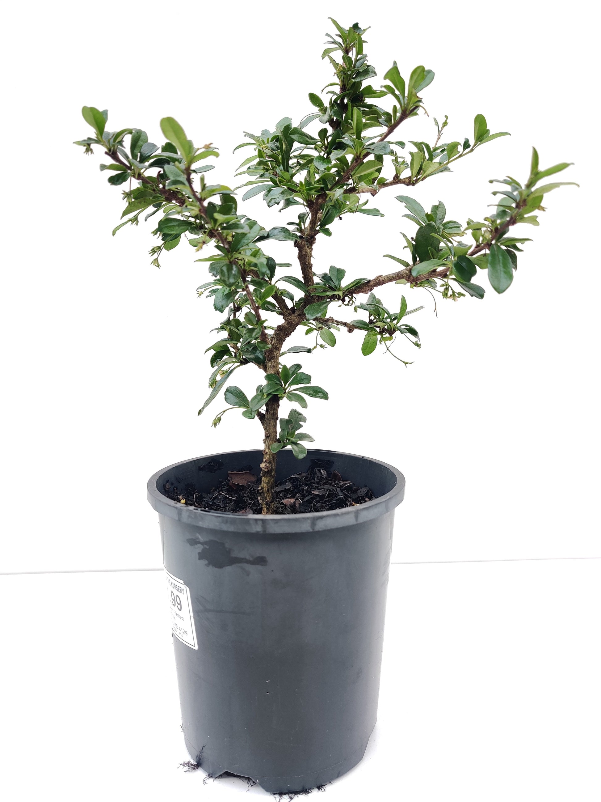 Fukien Tea 6” Bonsai - Bonsai Gifts Nursery