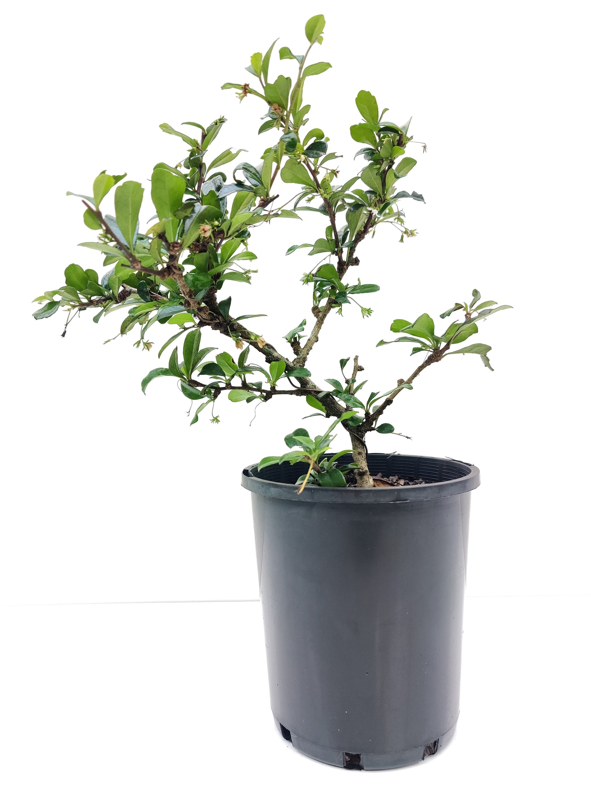 Fukien Tea 6” Bonsai - Bonsai Gifts Nursery