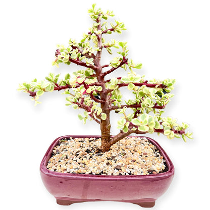 8 Inch Variegated Jade Bonsai Tree - Bonsai Gifts Nursery