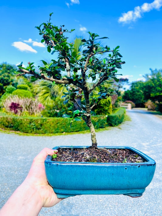 10” Fukien Tea Bonsai Tree