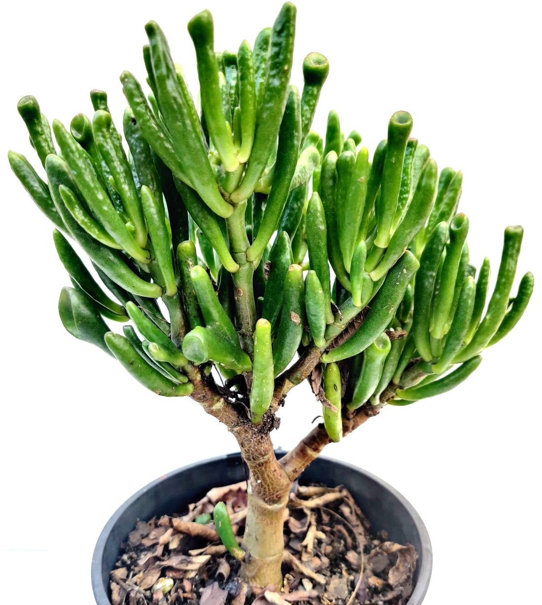 Gollum Jade Bonsai Gifts Nursery