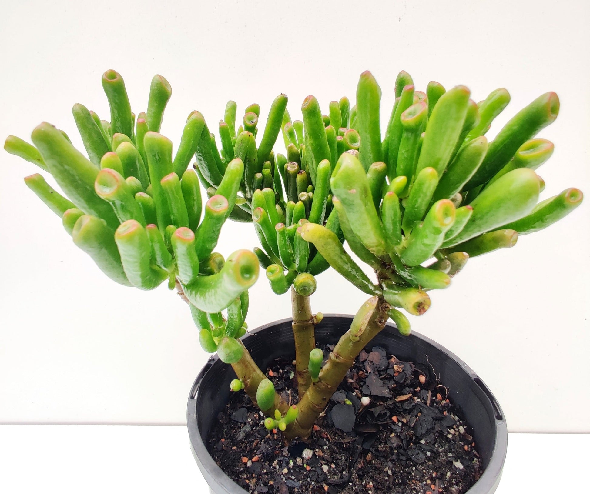 Gollum Jade Succulent - Bonsai Gifts Nursery