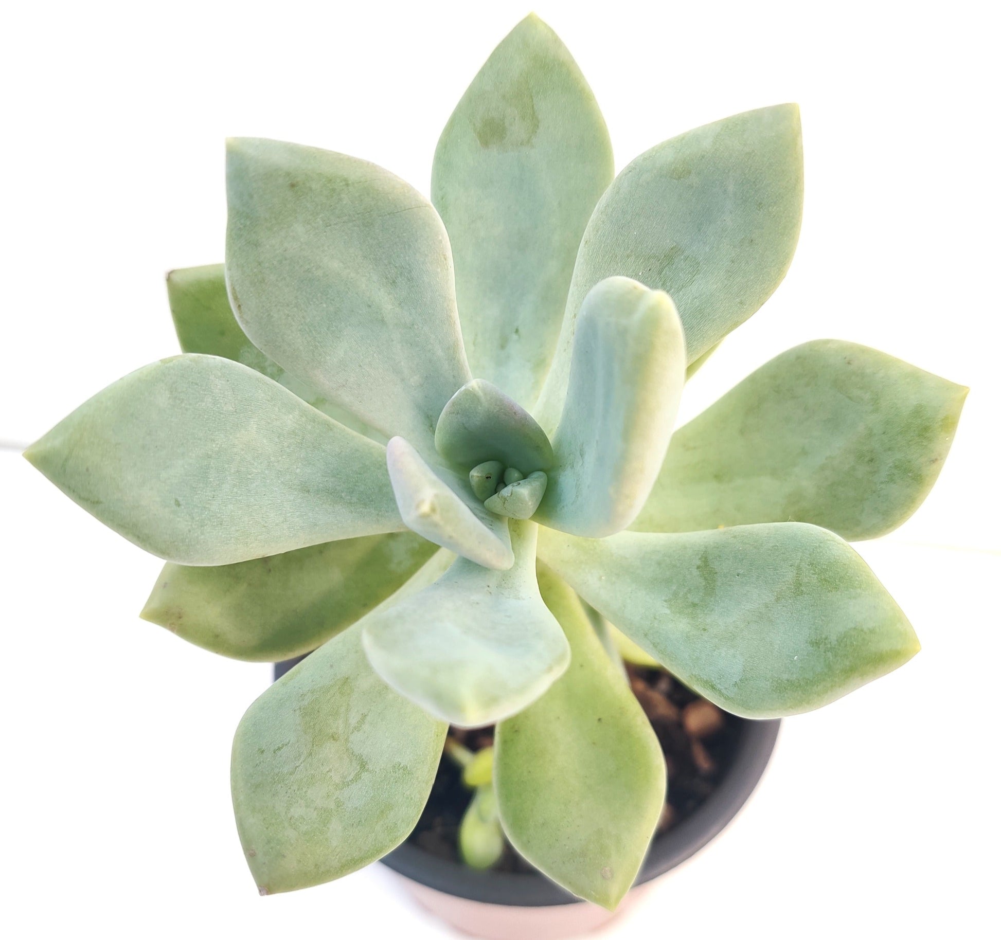 Graptopetalum Succulent - Bonsai Gifts Nursery