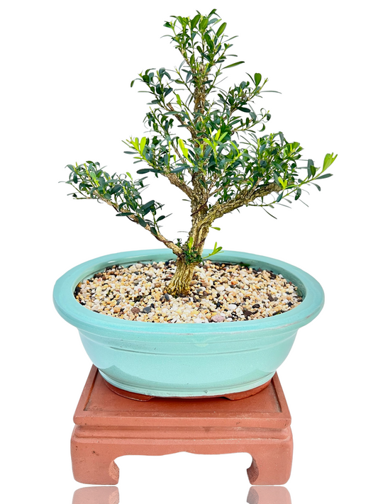 Harlandii Buxus 8" Bonsai Tree - Bonsai Gifts Nursery