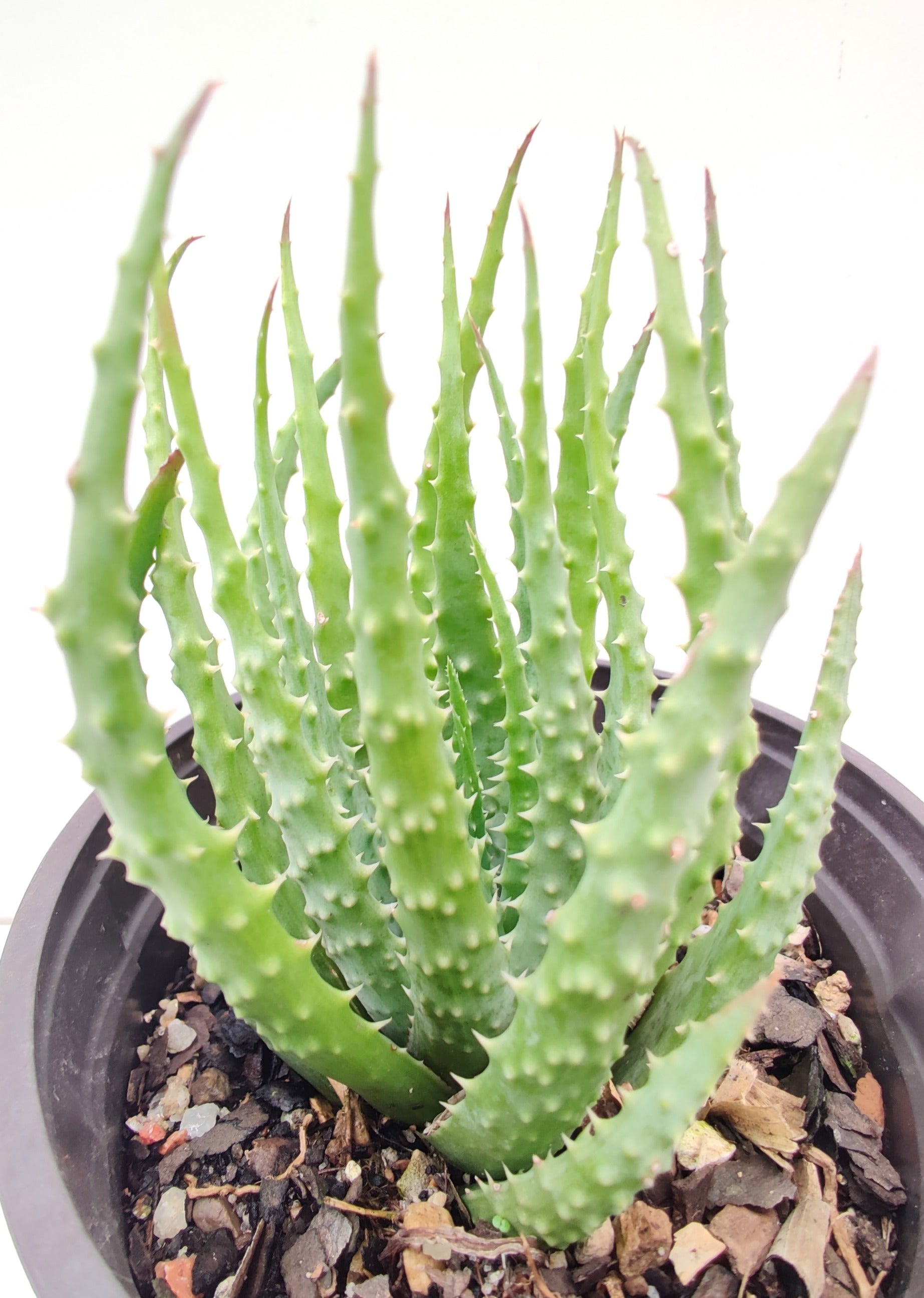 Hedgehog Aloe Succulent - Bonsai Gifts Nursery