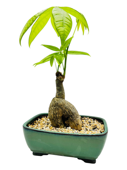 5 Leaves Indoor Guiana Chestnut “Pachira Aquatica” Bonsai Tree 8 Inch 发财树