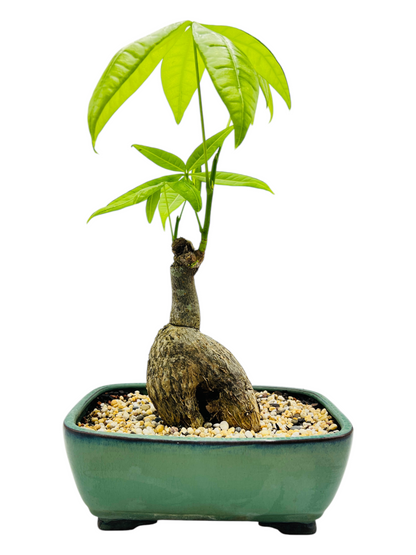 5 Leaves Indoor Guiana Chestnut “Pachira Aquatica” Bonsai Tree 8 Inch 发财树