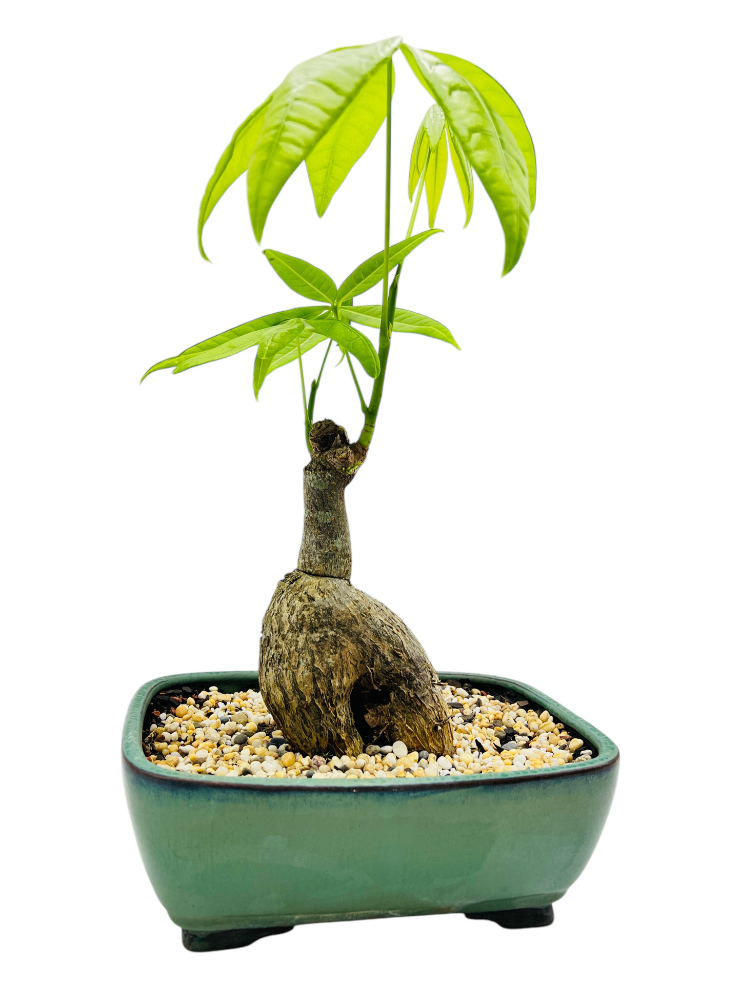 5 Leaves Indoor Guiana Chestnut “Pachira Aquatica” Bonsai Tree 8 Inch 发财树