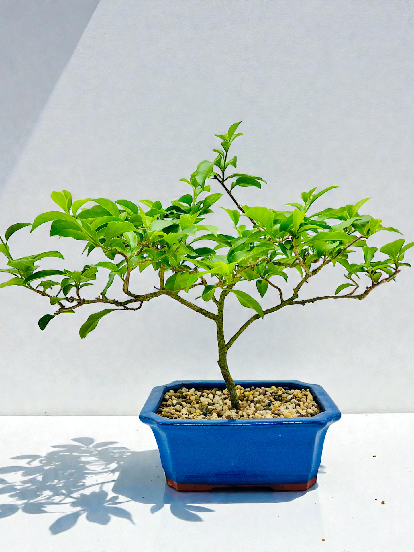 8” Purple Bougainvillea 40cm Tall