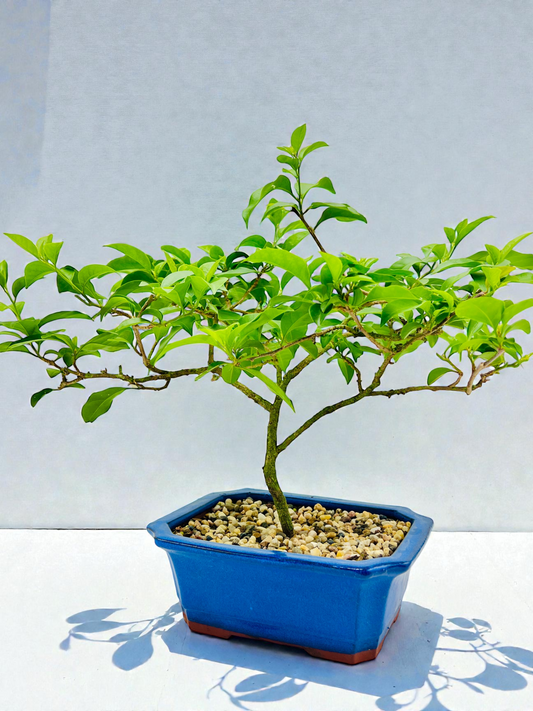 8” Purple Bougainvillea 40cm Tall