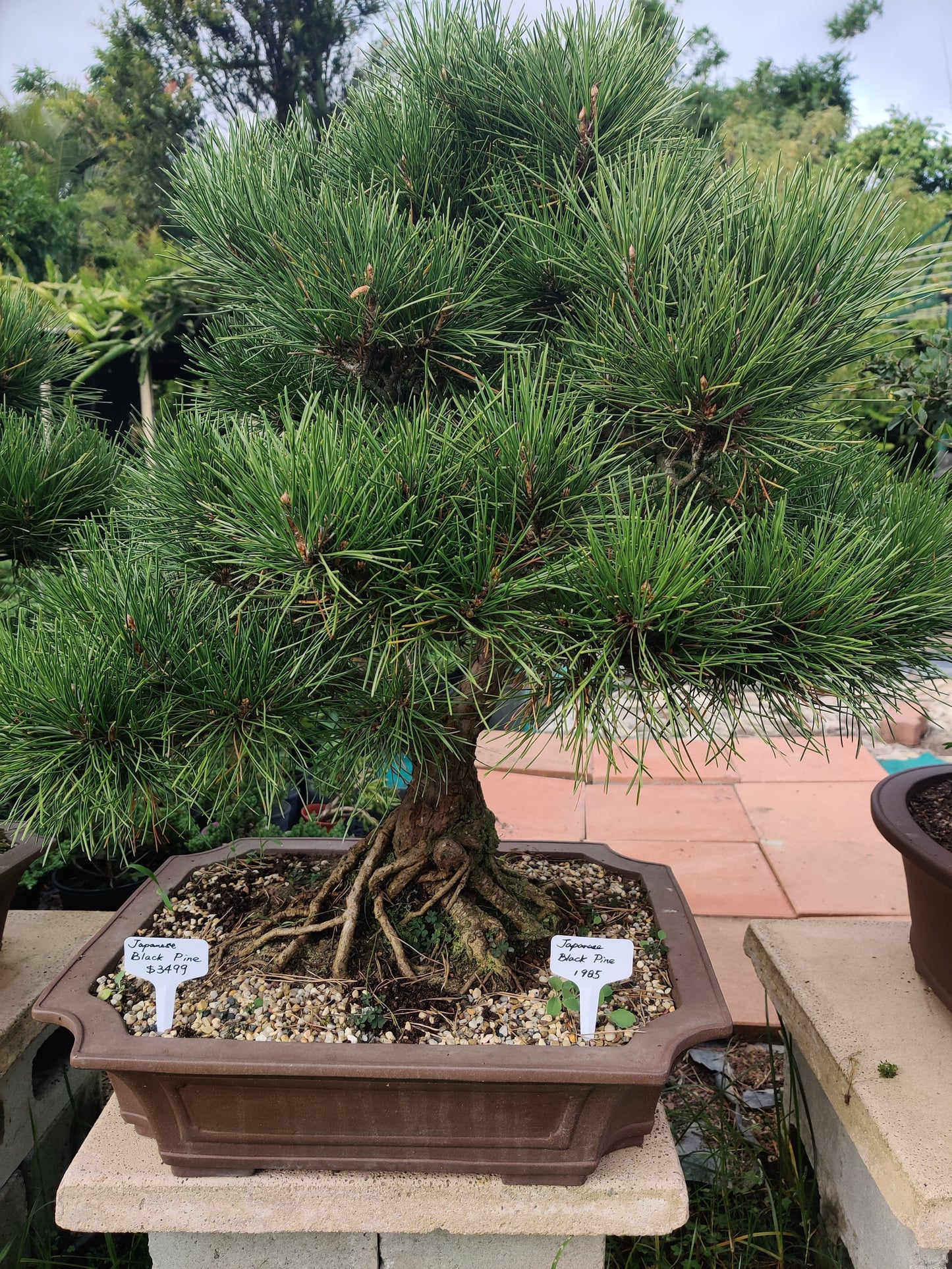 39 Year Old Japanese Black Pine Bonsai Tree 1 Metre Tall - Bonsai Gifts Nursery