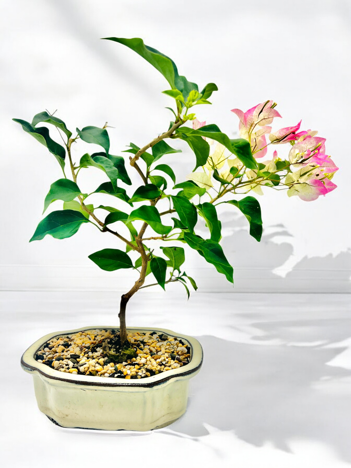 8” White Hybrid Pink Bougainvillea 3 Years Old 35cm Tall