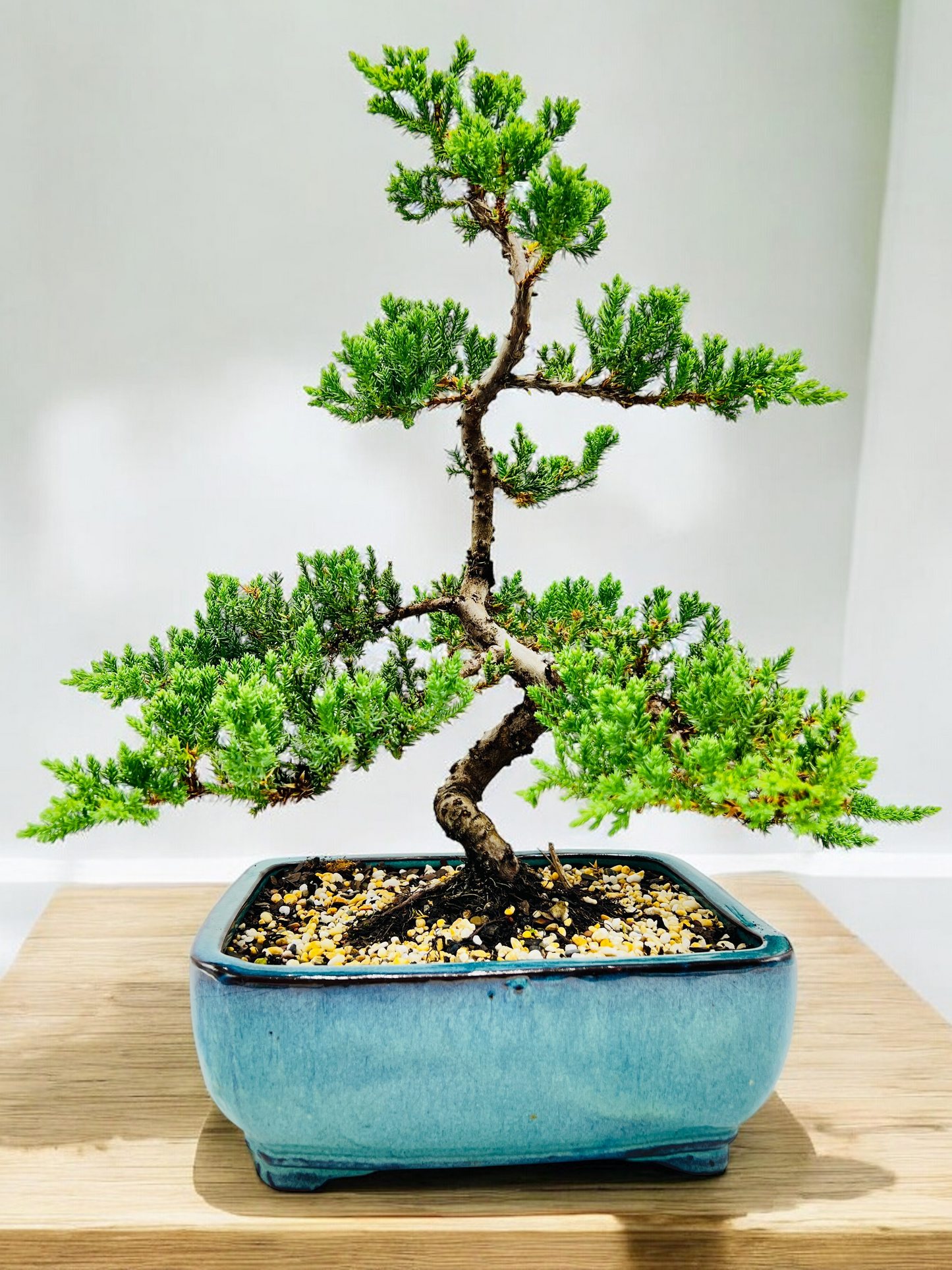 2008 Advanced Twisted Trunk Juniper Squamata Bonsai Tree