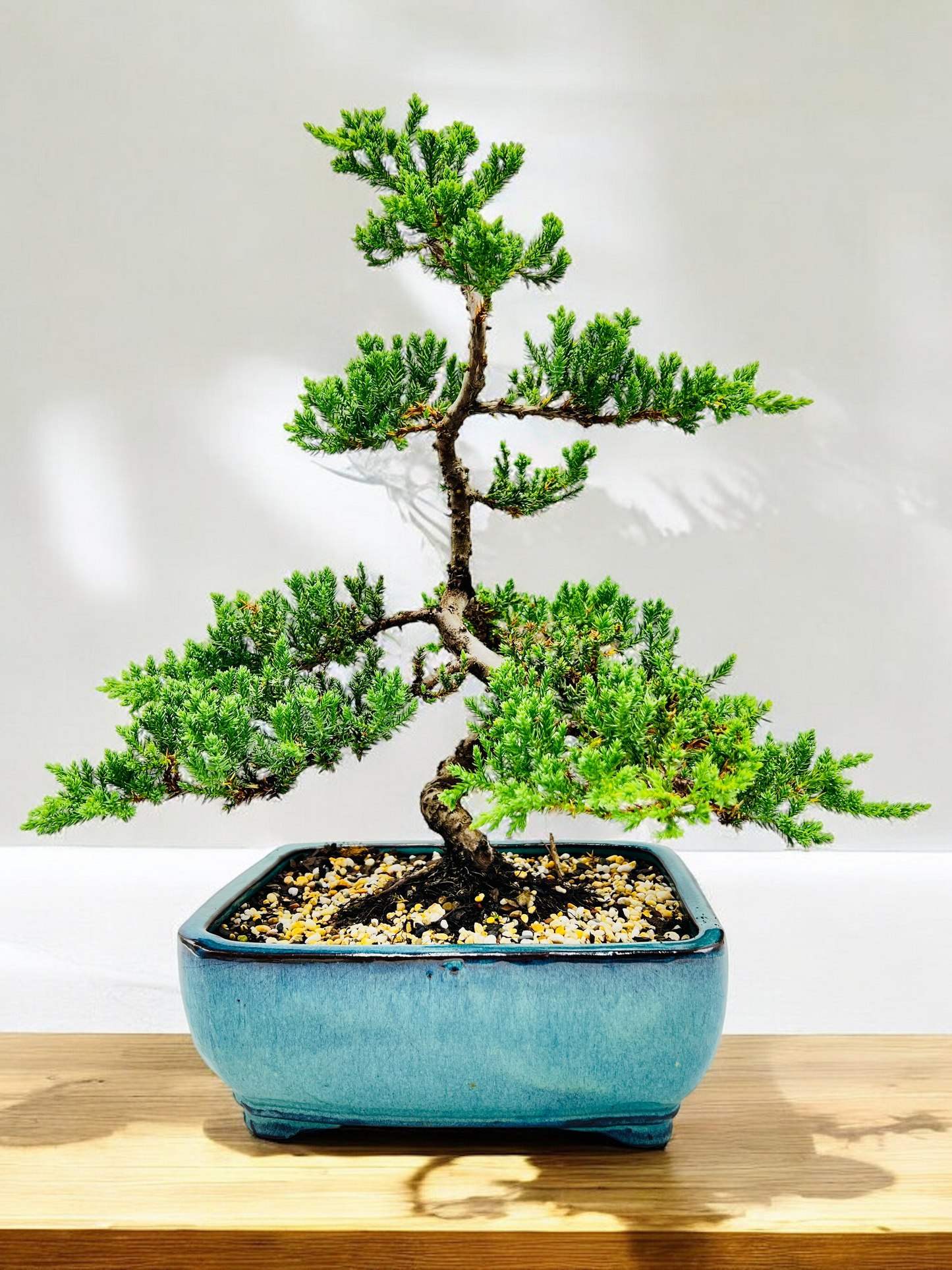 2008 Advanced Twisted Trunk Juniper Squamata Bonsai Tree