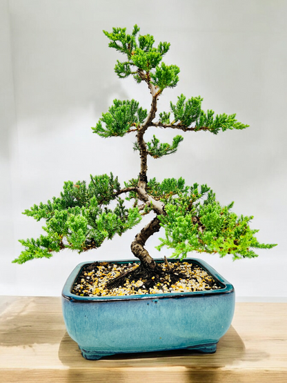 2008 Advanced Twisted Trunk Juniper Squamata Bonsai Tree