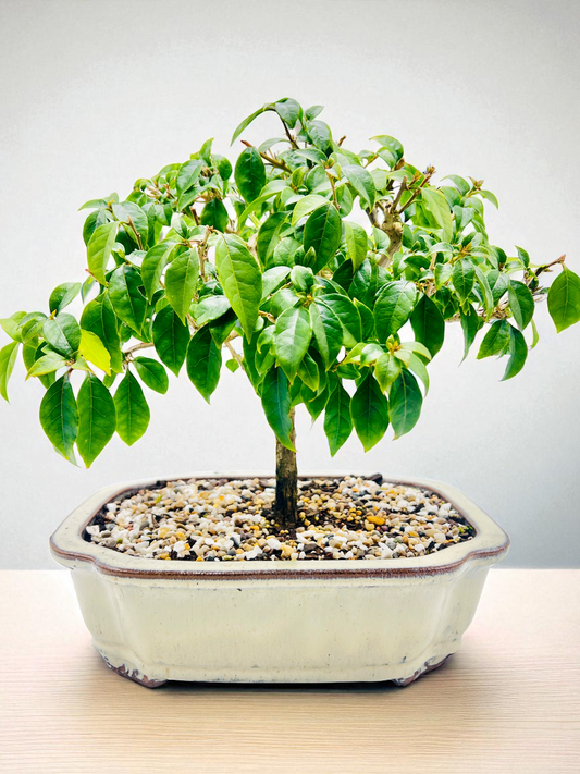 12” Purple Bougainvillea 8 Years Old 50cm Tall