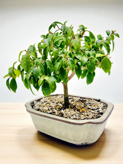 12” Purple Bougainvillea 8 Years Old 50cm Tall