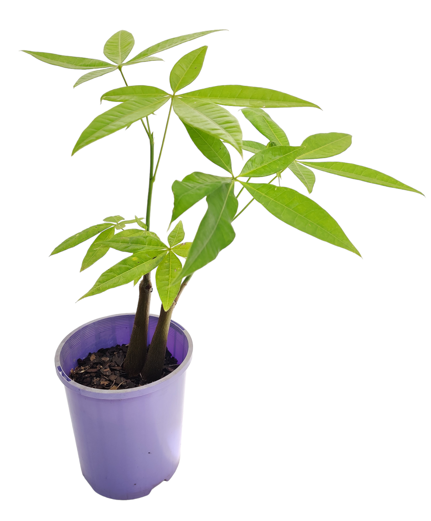 Indoors Guiana Chestnut Pre-bonsai Tree 6” 发财树 - Bonsai Gifts Nursery