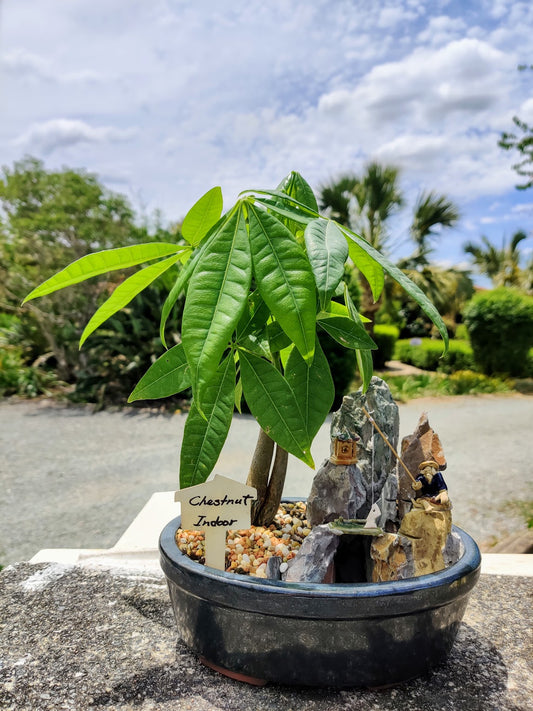 8" Pachira Aquatica Indoor Bonsai Tree - "Guiana Chestnut" 发财树