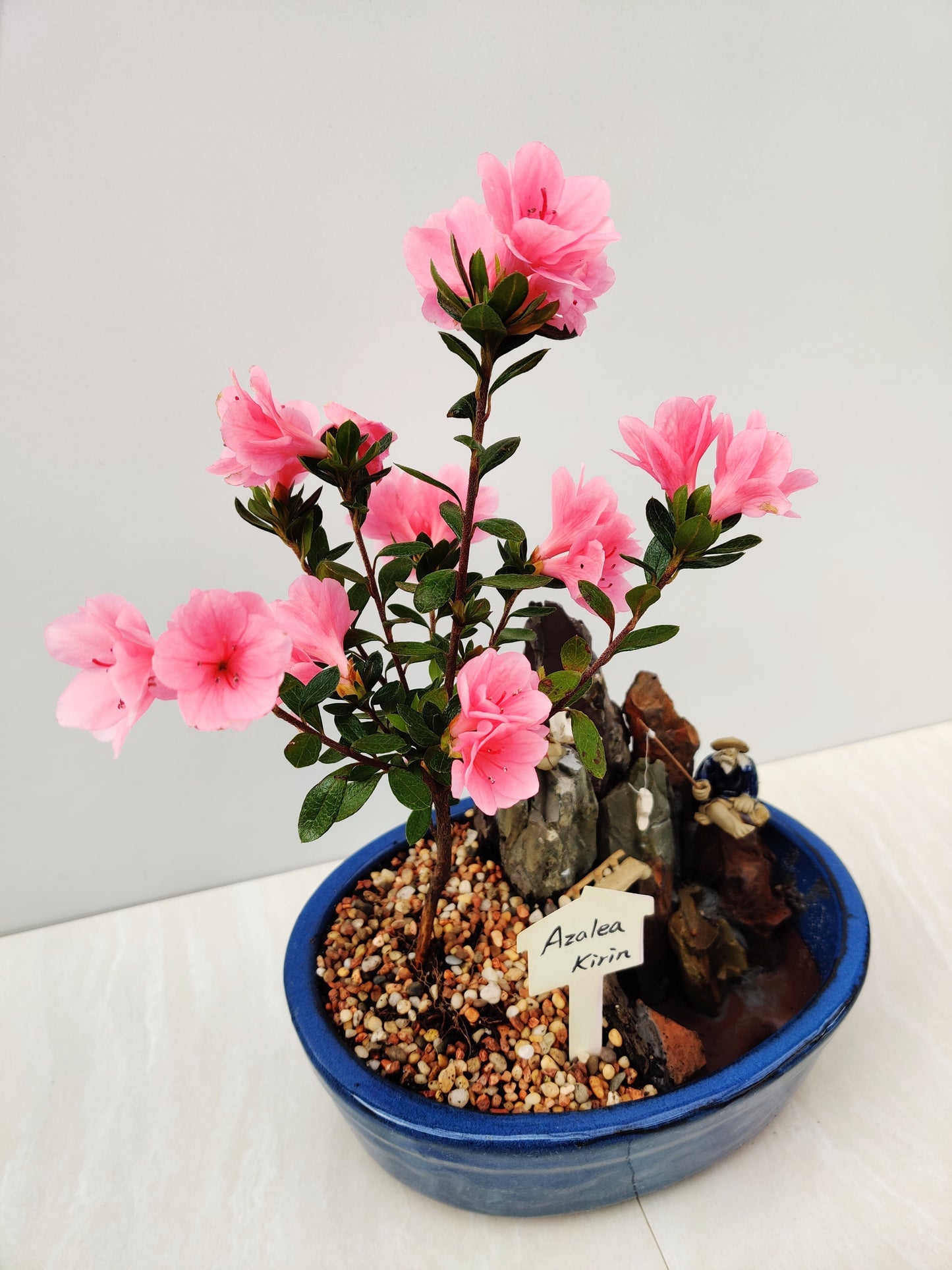 Japanese Kirin Azalea Bonsai Tree - Bonsai Gifts Nursery