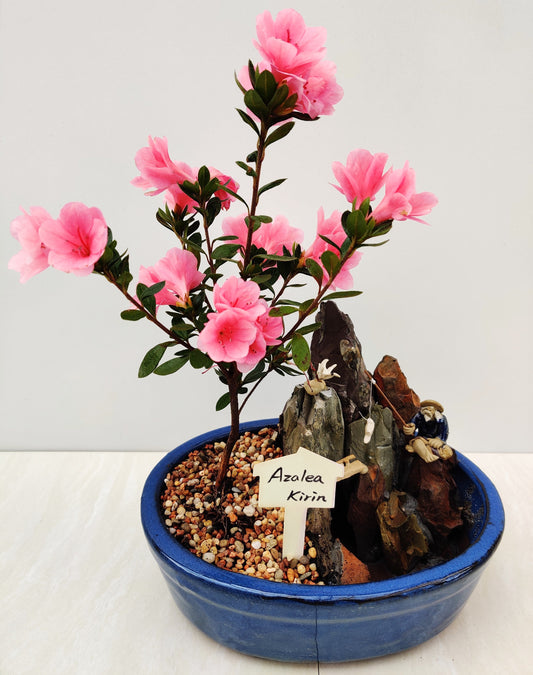 Japanese Kirin Azalea Bonsai Tree - Bonsai Gifts Nursery