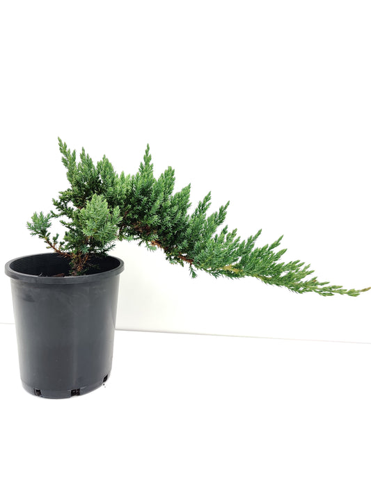 6" Juniper Squamata Bonsai Starter - Bonsai Gifts Nursery