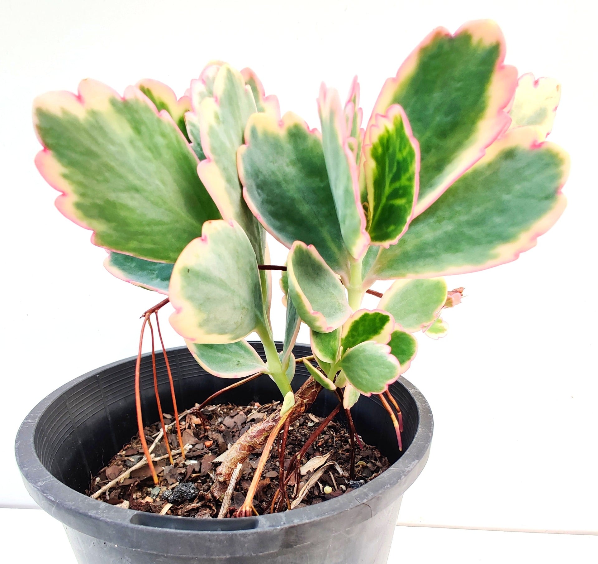 Kalanchoe Fedtschenkoi