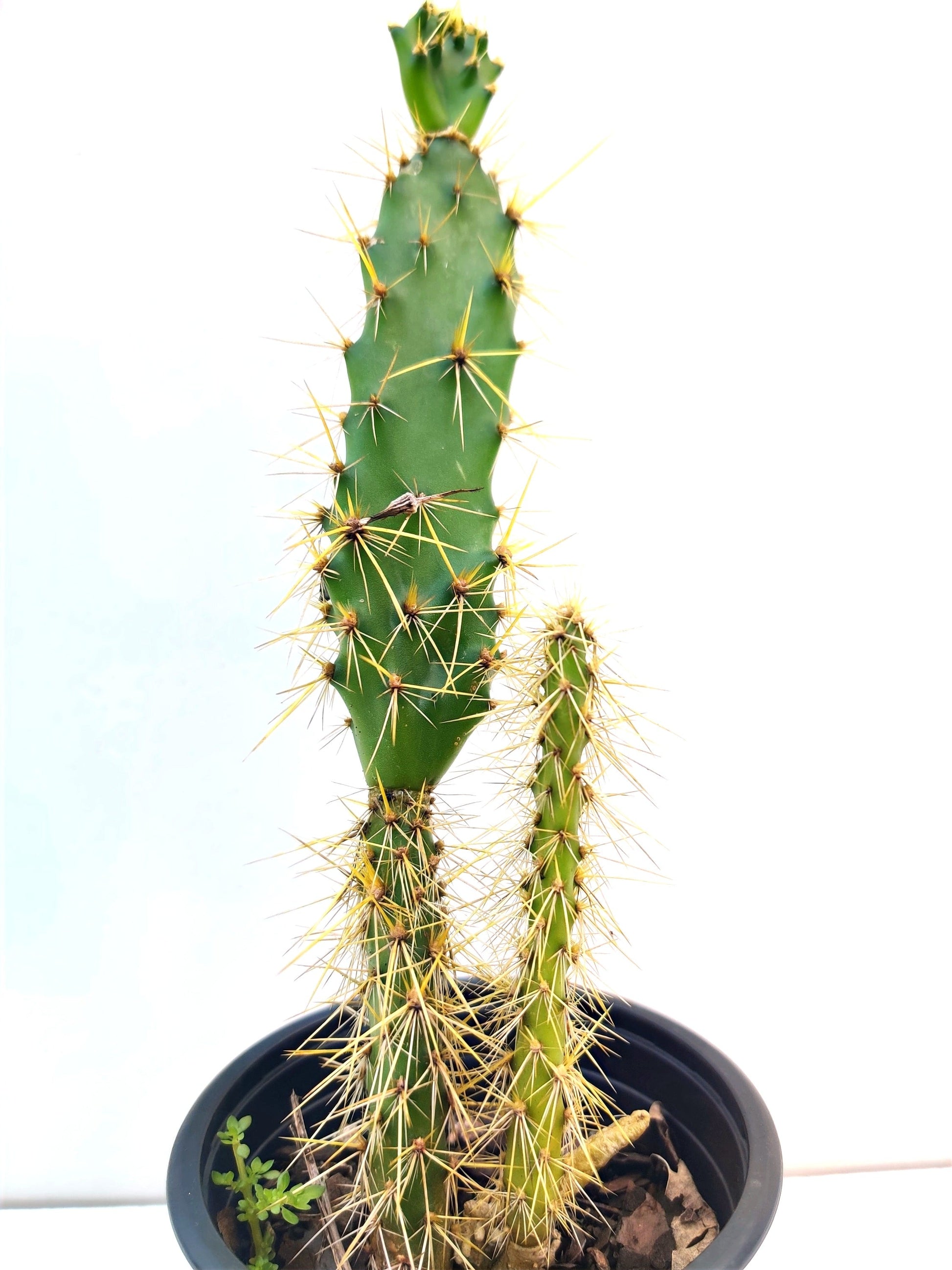 Long Spike Cactus Succulent - Bonsai Gifts Nursery