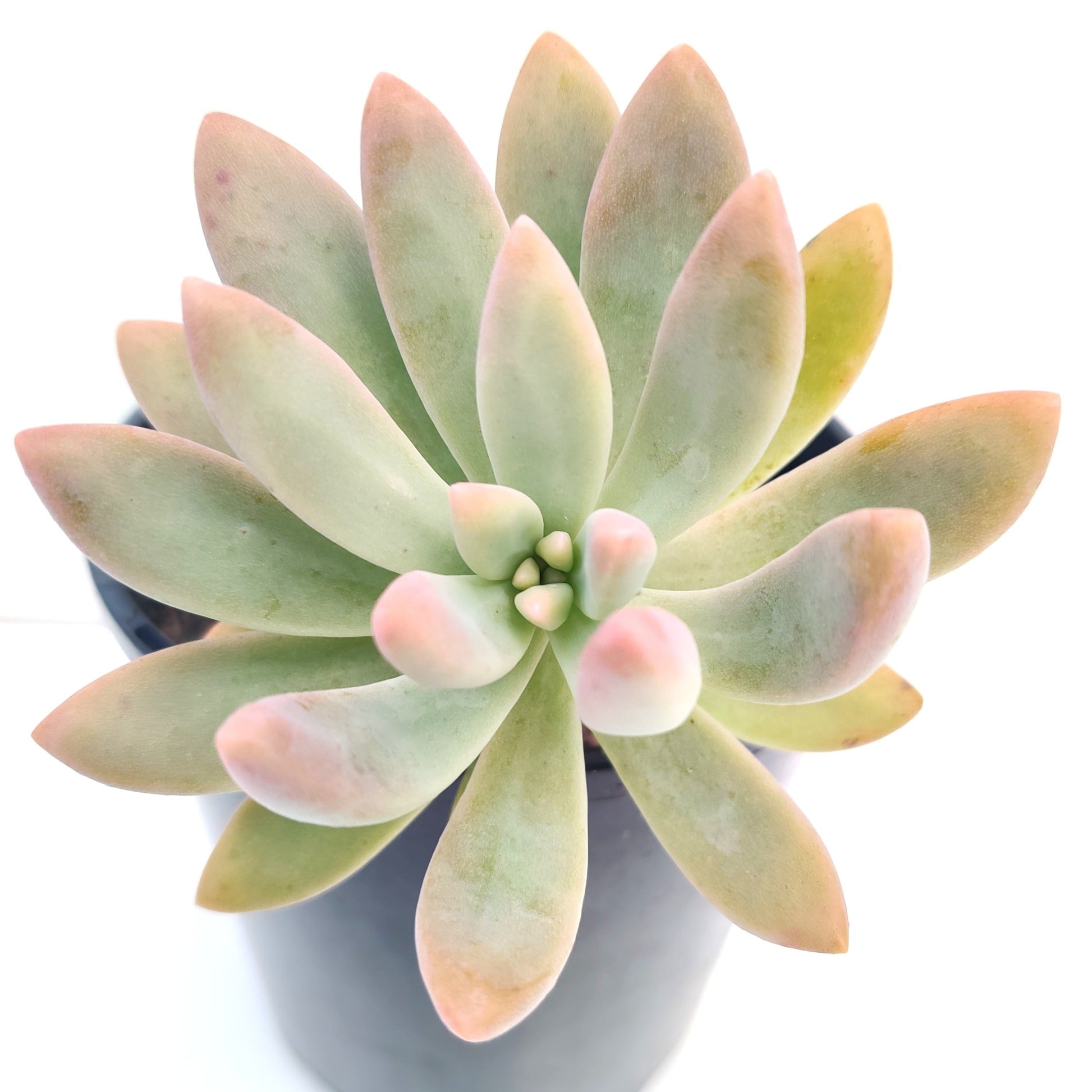 hookeri succulent Pachyphytum Hookeri
