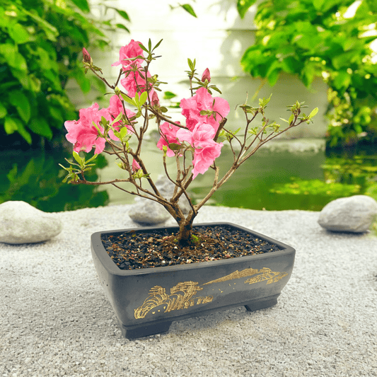 12” Azalea Bonsai Tree