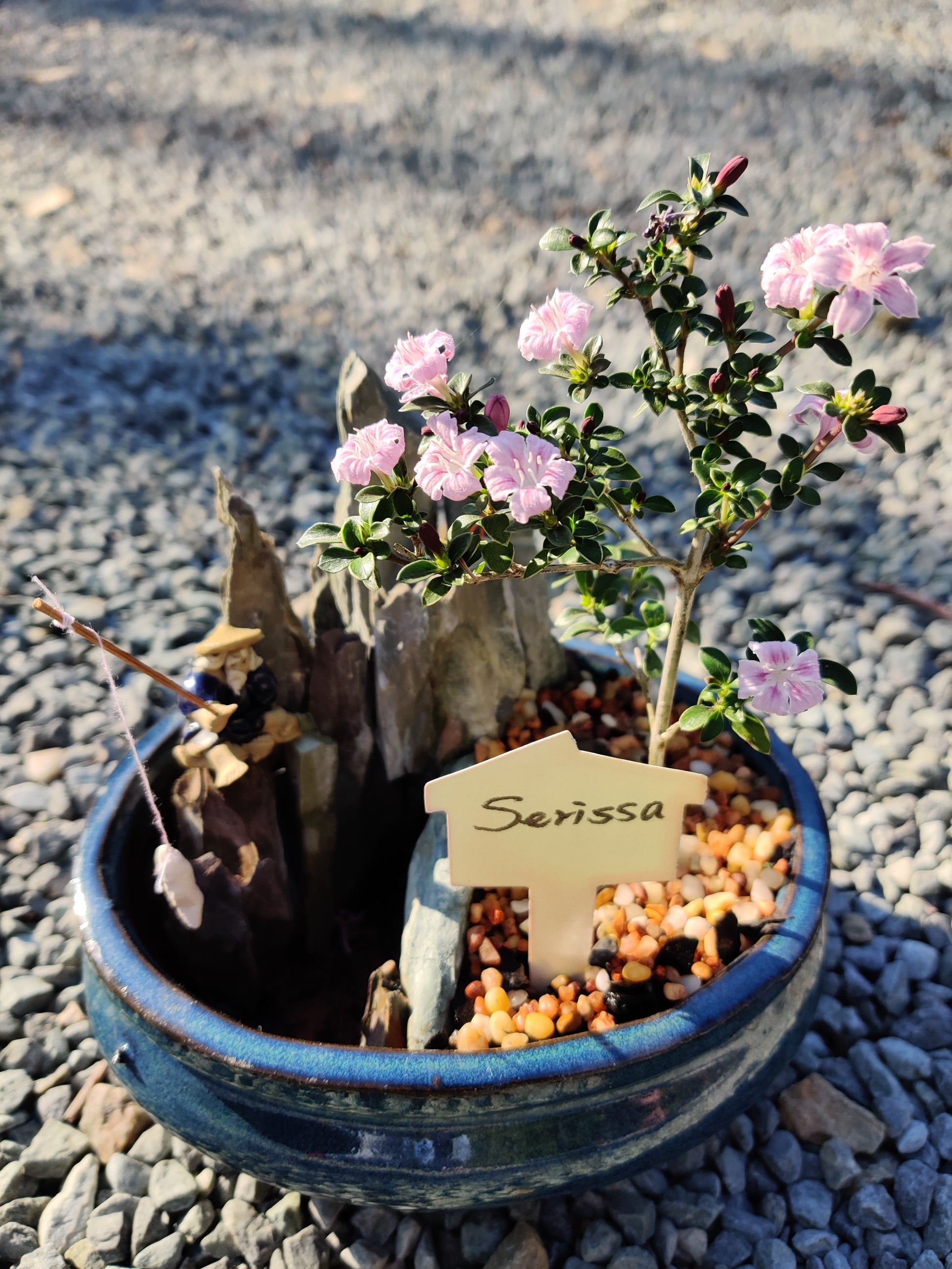 Pink Serissa Foetida 6" Bonsai Tree - Bonsai Gifts Nursery