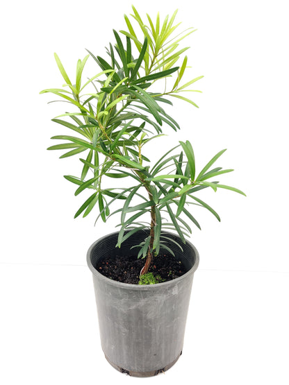 Podocarpus 6" Bonsai - Bonsai Gifts Nursery