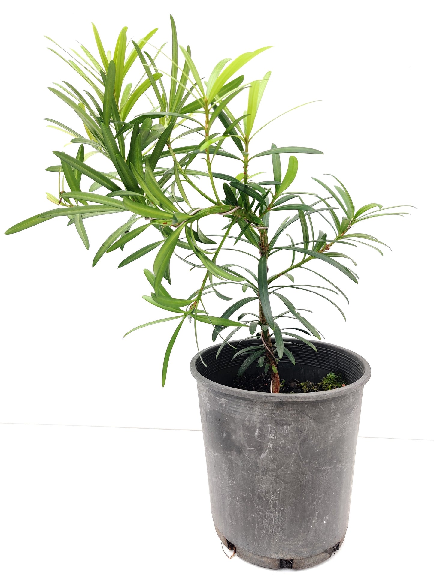 Podocarpus 6" Bonsai - Bonsai Gifts Nursery