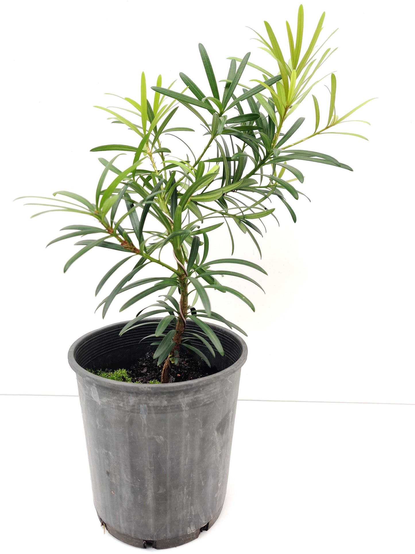 Podocarpus 6" Bonsai - Bonsai Gifts Nursery