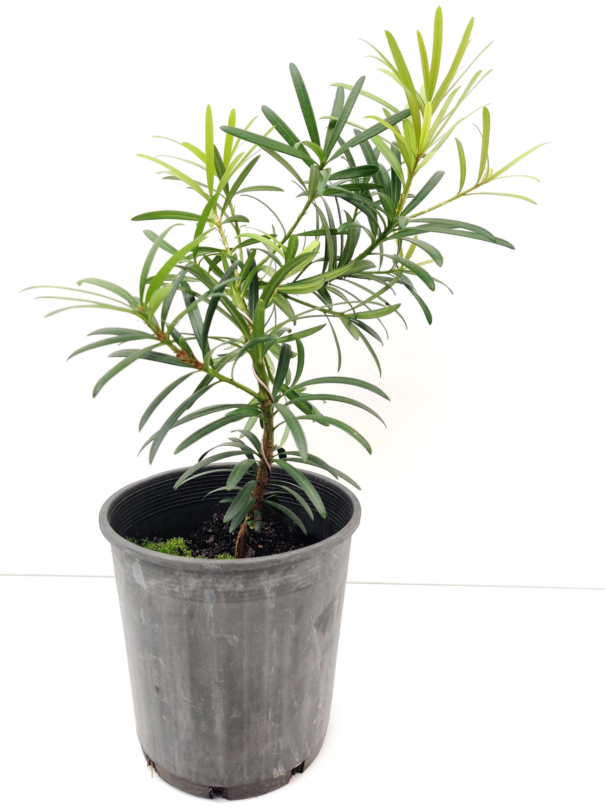 Podocarpus 6" Bonsai - Bonsai Gifts Nursery