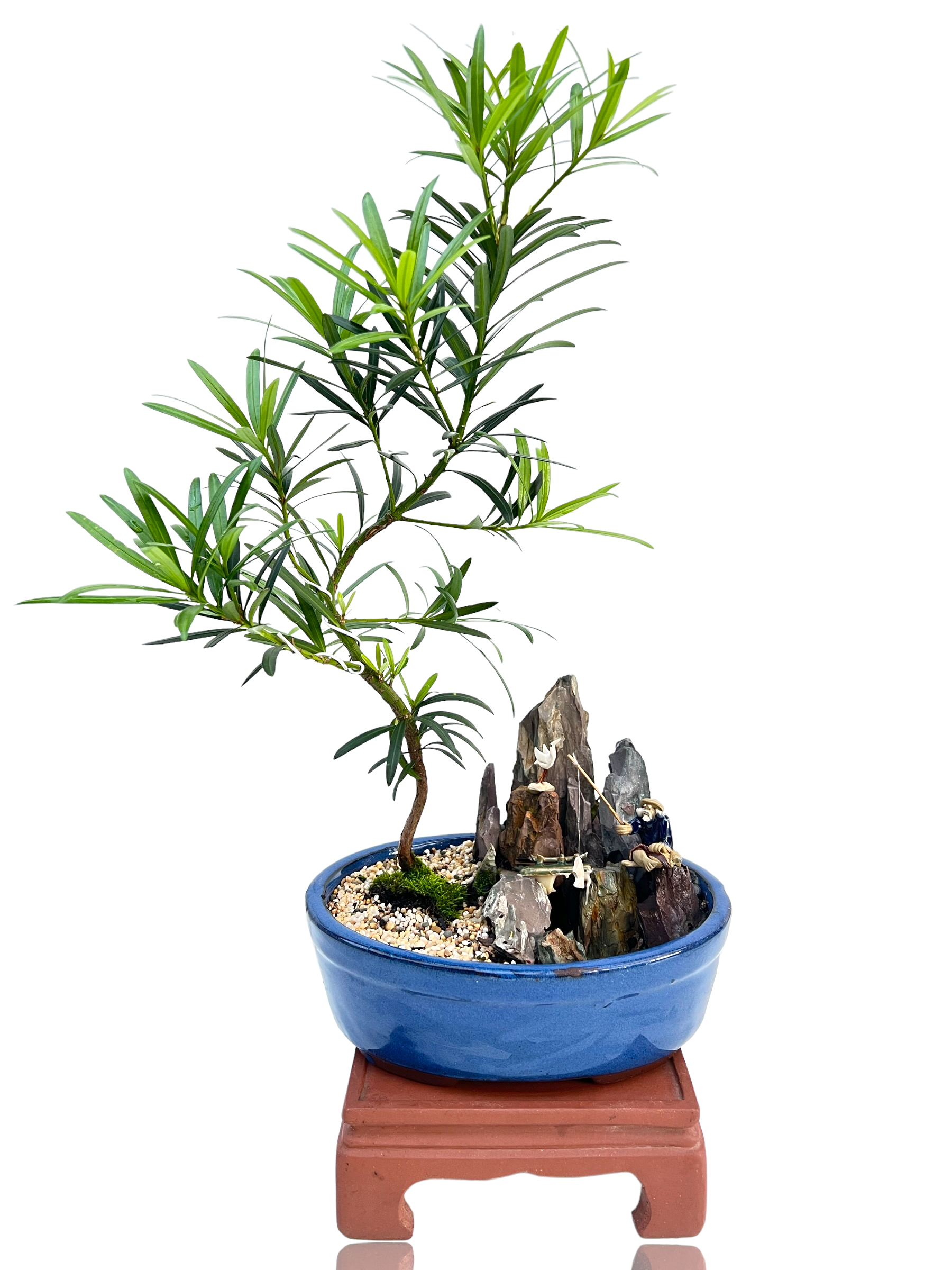 Podocarpus With Rock Feature 8" Bonsai Tree - Bonsai Gifts Nursery